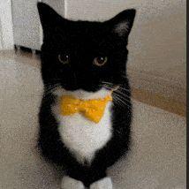 uni_uni_cat