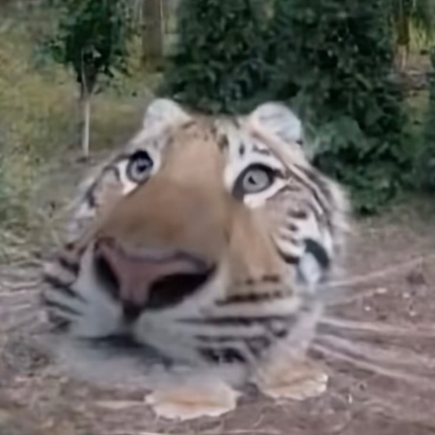 Nag0