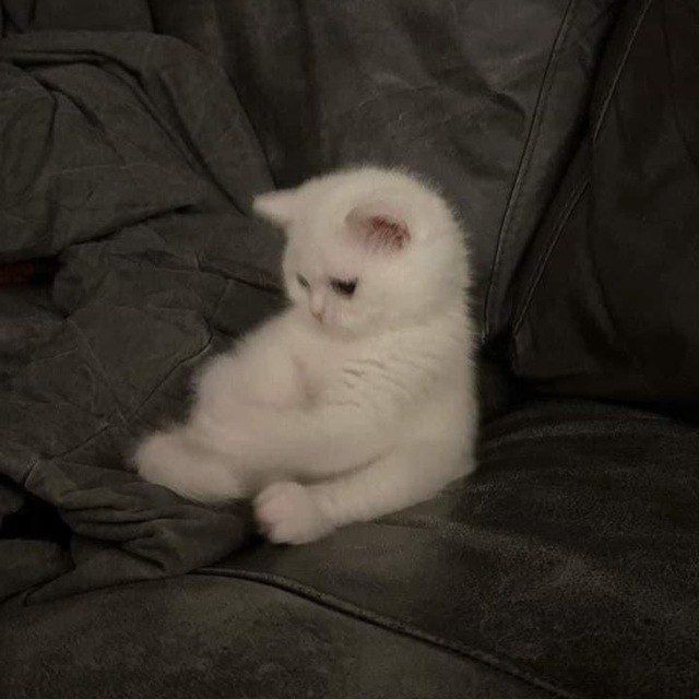 savvyxdxd
