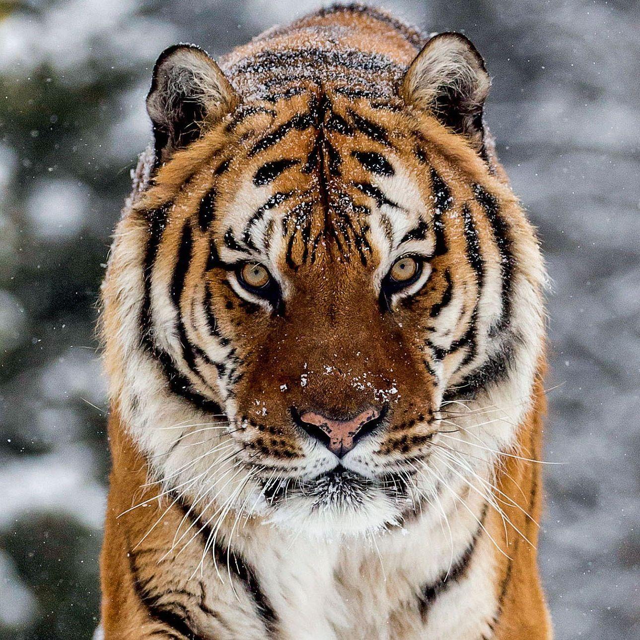 Ovsyanka777 avatar