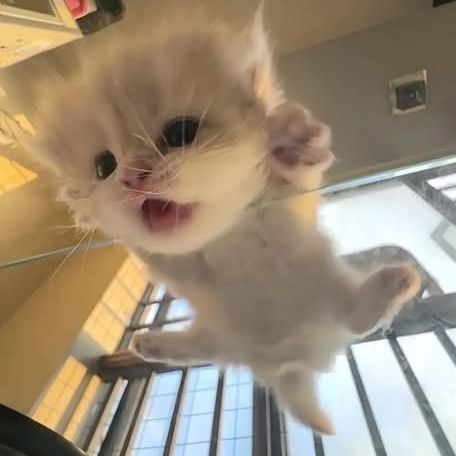 catvvalk