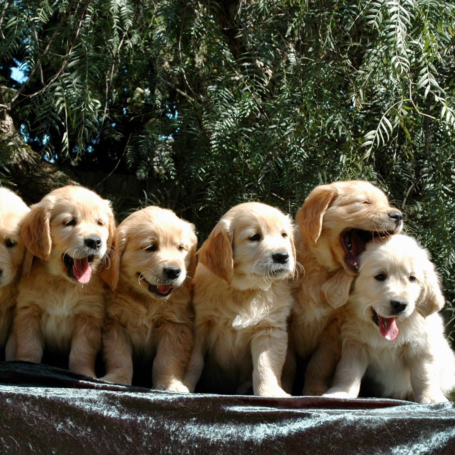 thepack