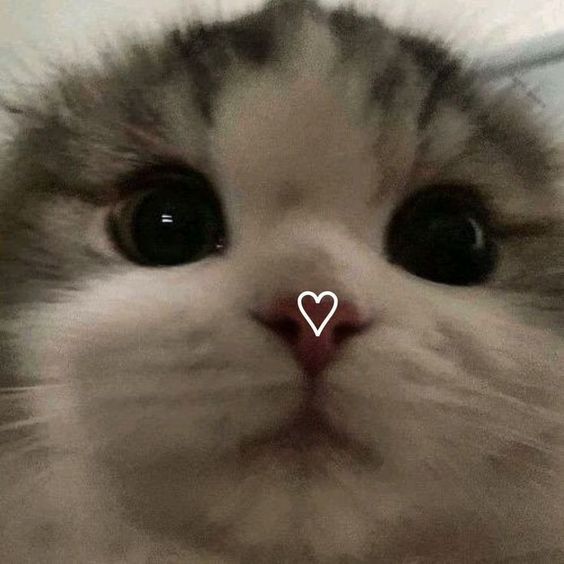 tapansenFE