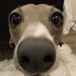 Dzidoye avatar
