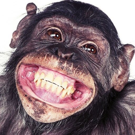 Monkeys Gaming