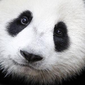 PaNda avatar