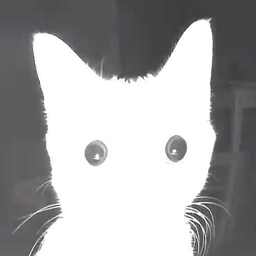 Wsflp avatar