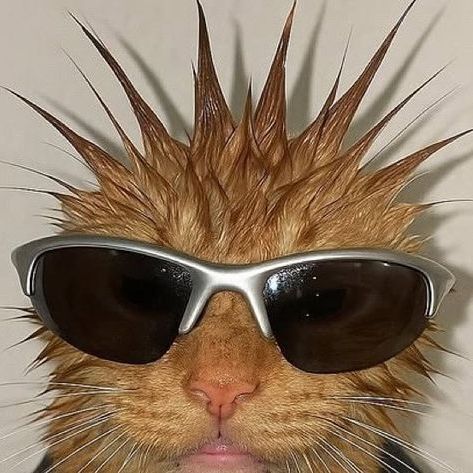Sztywniorro