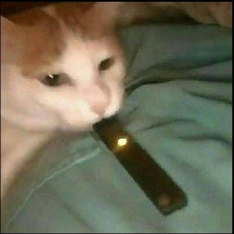 SenorGob