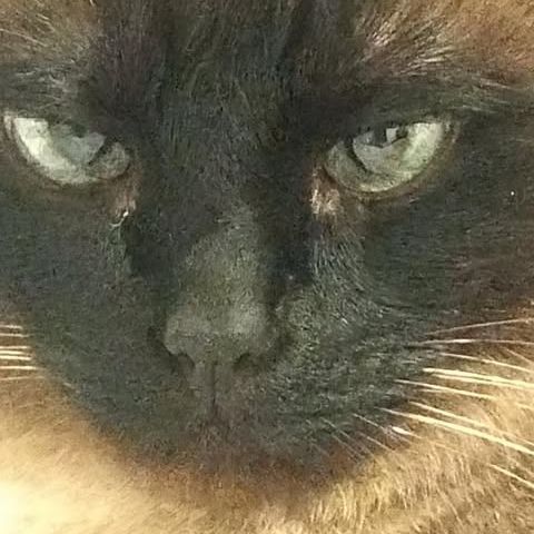Deida