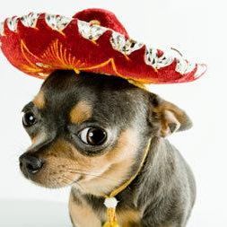 friendly_dog