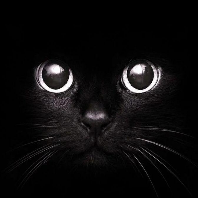 KociaMorda avatar