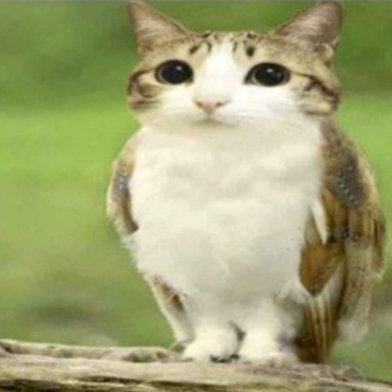 sn_y