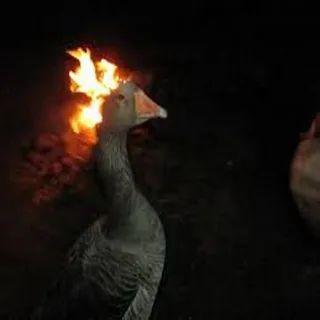 DINOSOWERSSS avatar