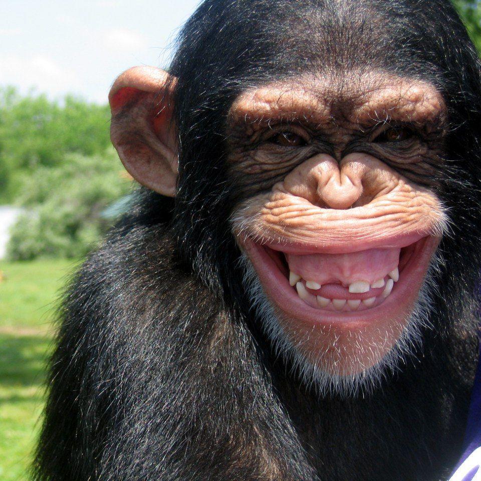 Улыбка картинки смешные. Обезьянка смеется. Смех обезьяны. Обезьяна улыбается. Шимпанзе улыбается.