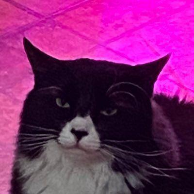 dubstash avatar