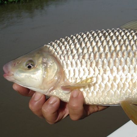 elbogas