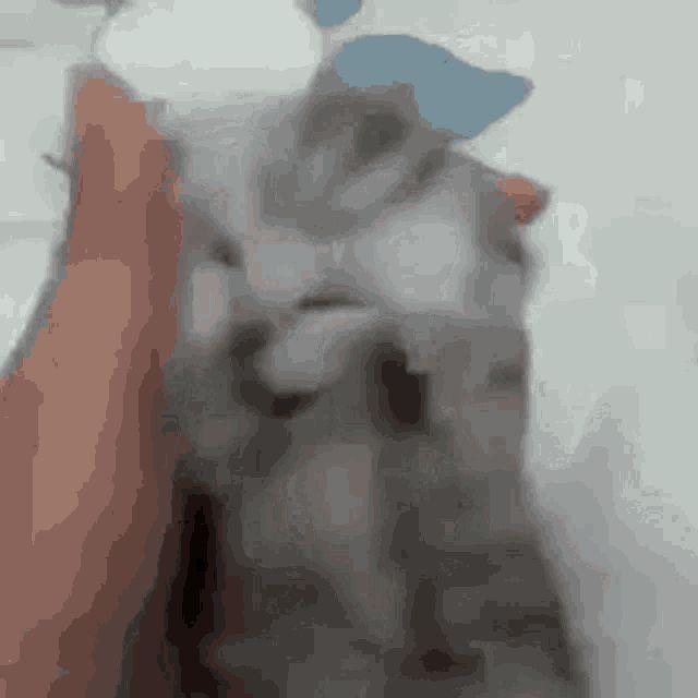 jss11
