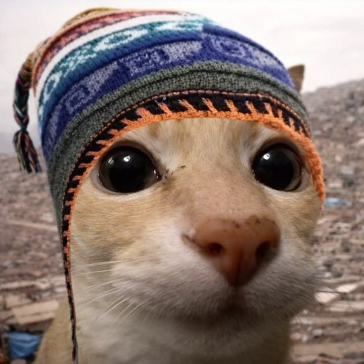 gato1de