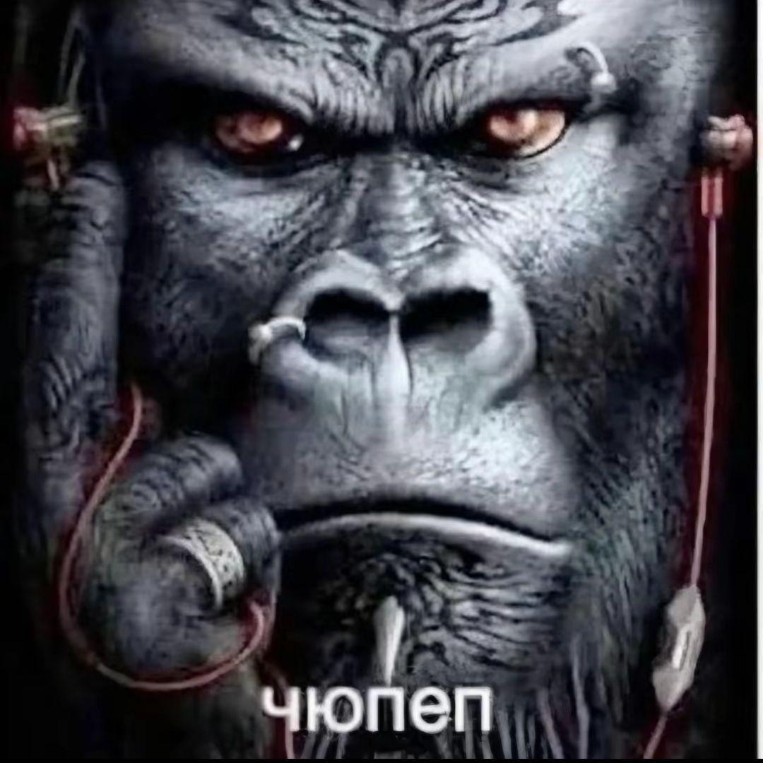 Jonnygogo avatar