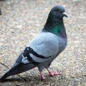 Pombas1994 avatar