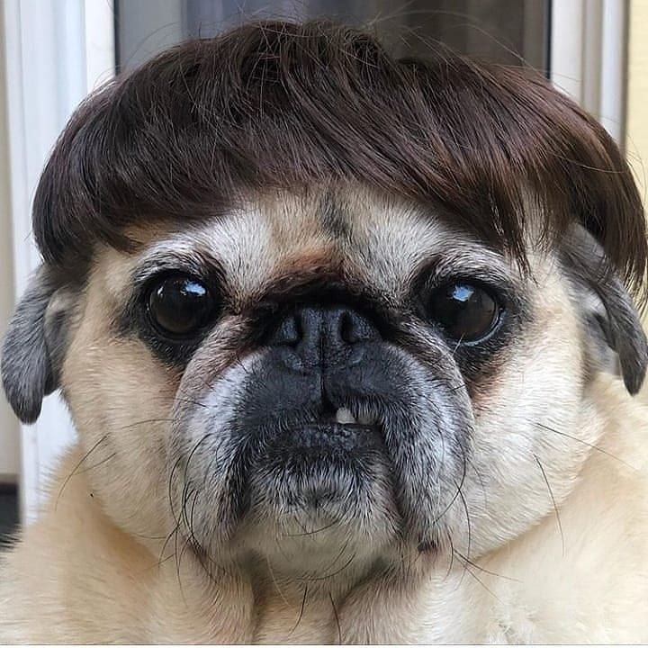 tEilla