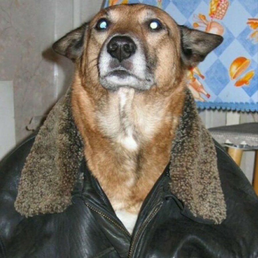 Pichkaskov avatar