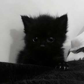 ciota666