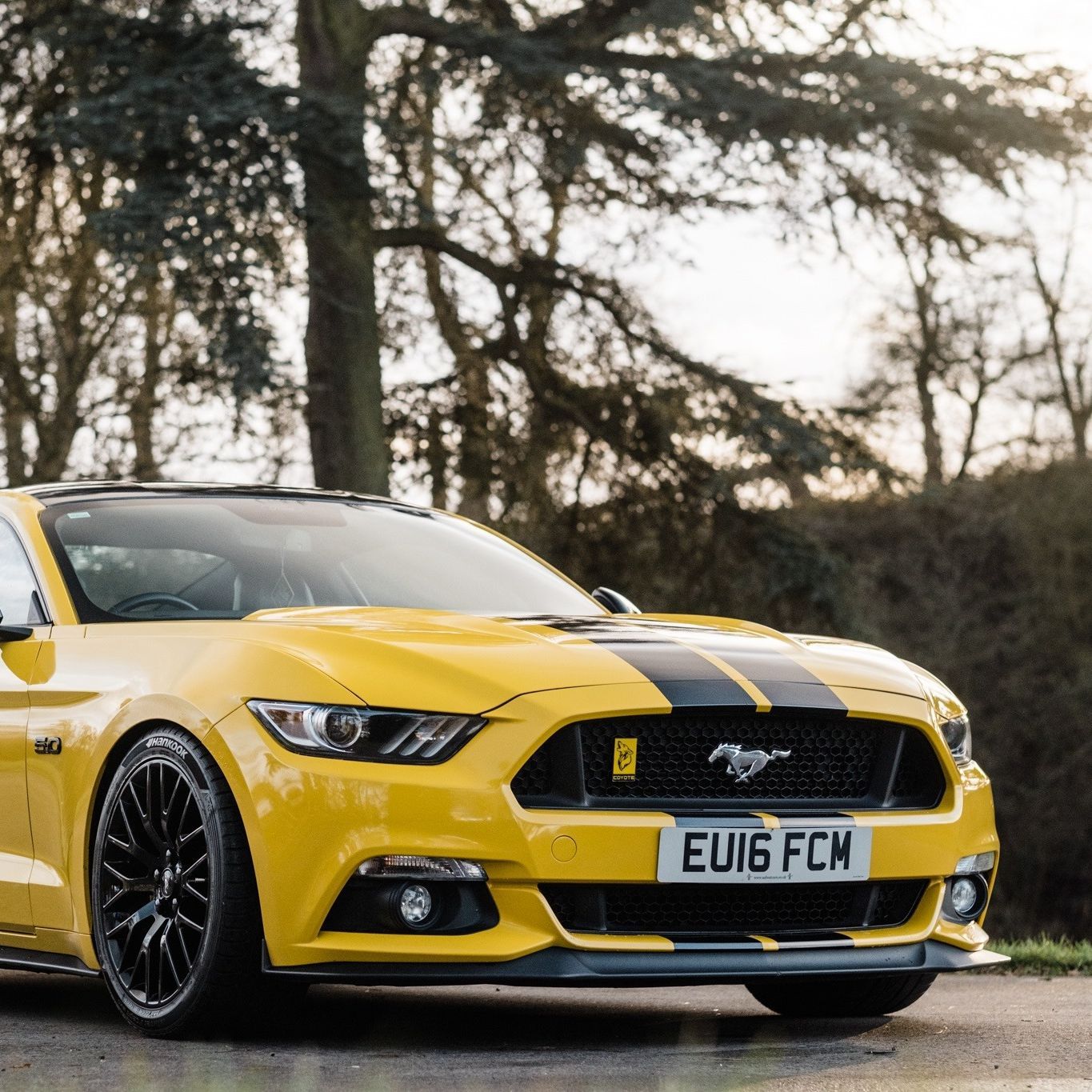 MUSTANG-GT FACEIT avatar