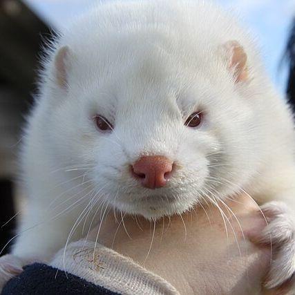 Mink avatar
