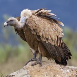 StorkeN1