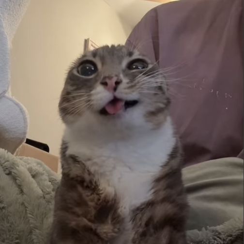 Ye009