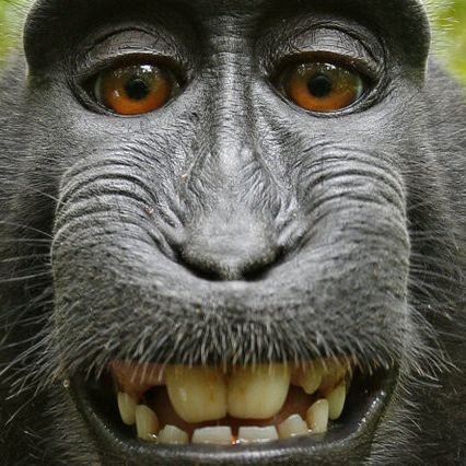 gangstamonkey
