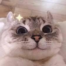 SirPurrsALot avatar