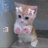 KittWixi