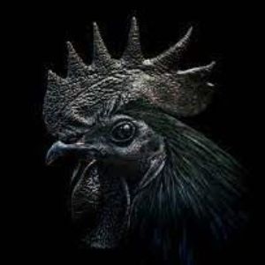 BLACKCOCKS