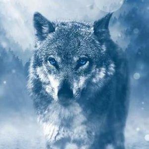 Player WolfMan8 avatar