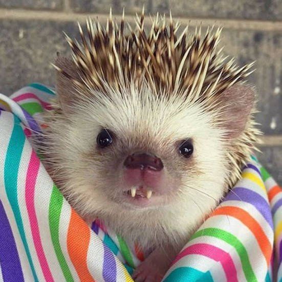 CaptHedgehog