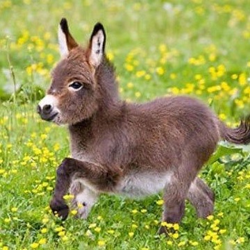 team_DONKey69