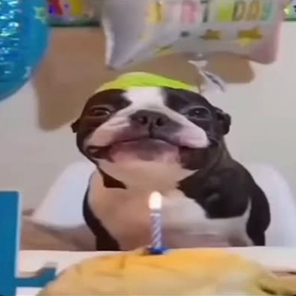 DrStepper