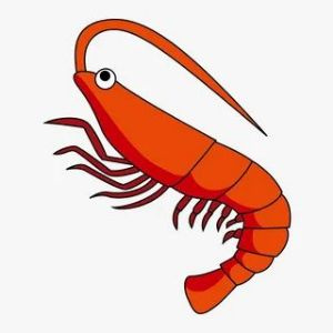 Shrimps