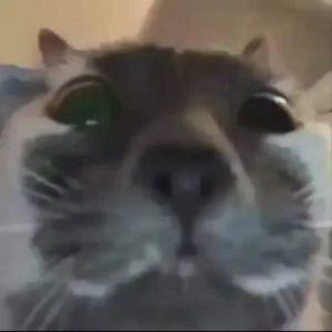 MeSSeRreal