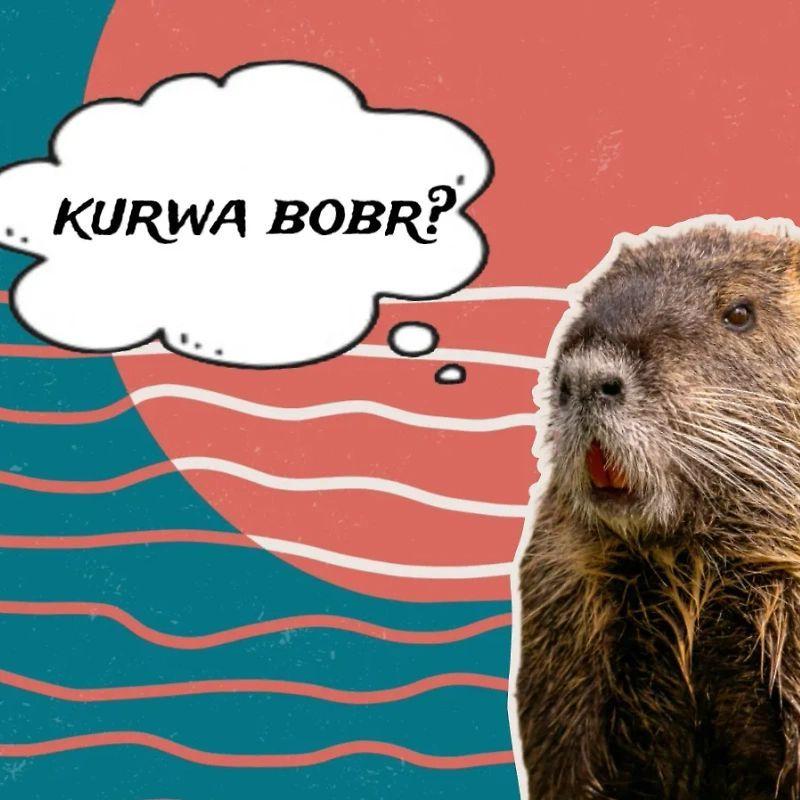 kyrwa_b0br avatar