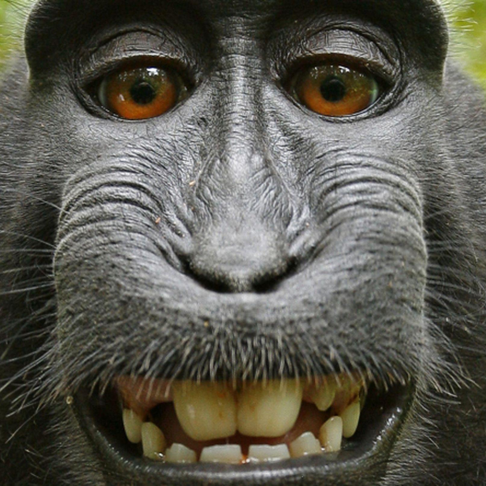 mamdral3 avatar