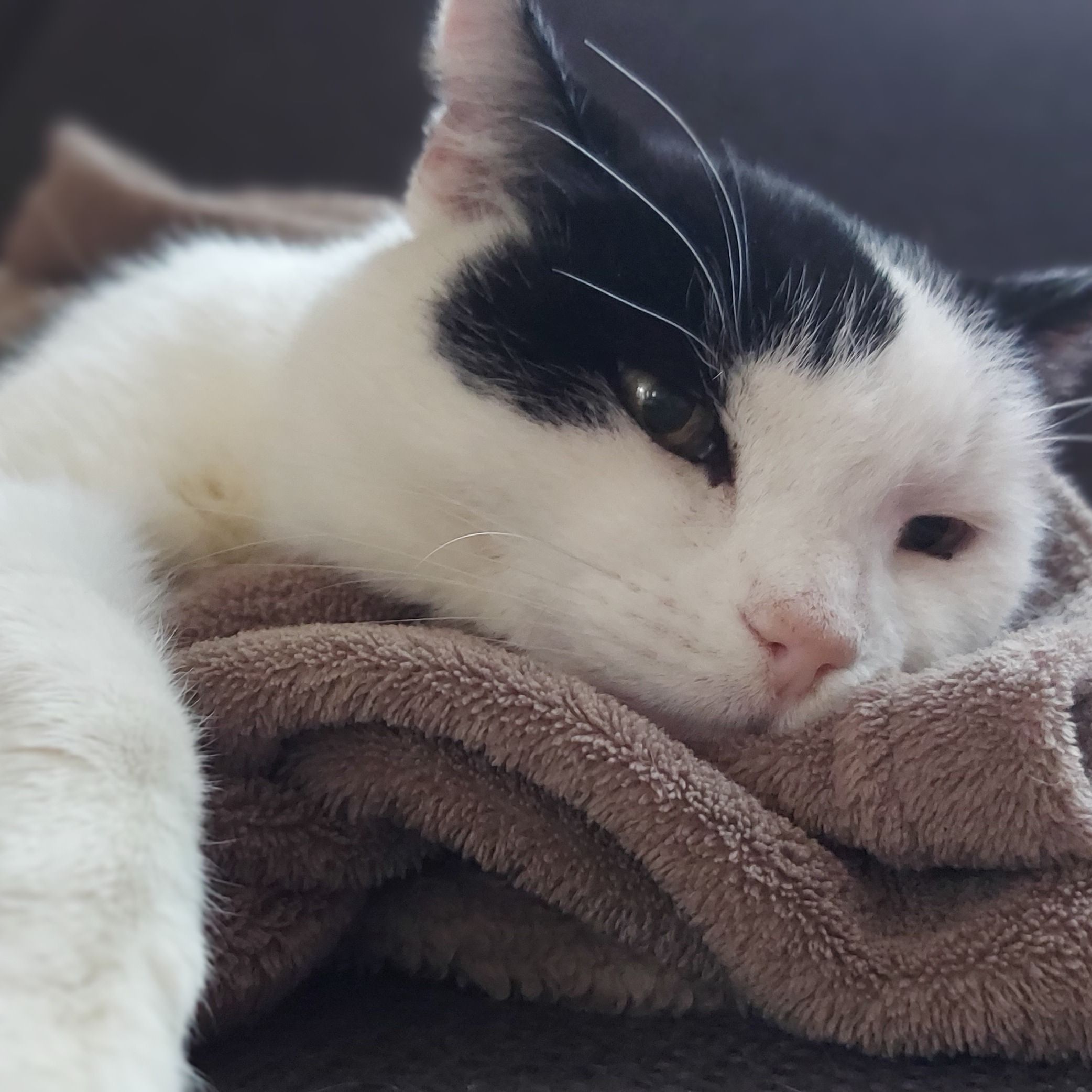 CatBenny