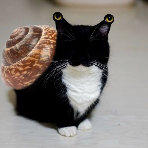 team_pawsyou