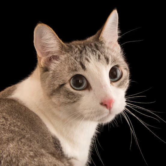Estila