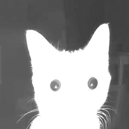 PABLOPRIMO avatar