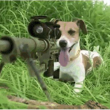 SniperDog13 avatar