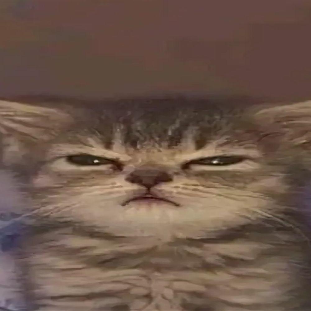 shylolz avatar